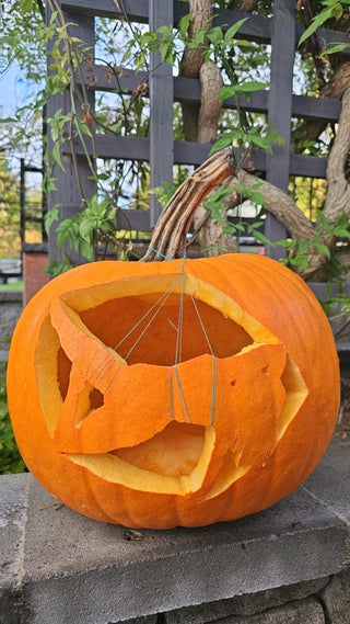 The Knotty Pumpkin Contest